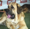 Filename=leon01.jpg
Filesize=62KiB
Dimensions=600x585
Date added=%812 %02, %2006 leon01.jpg
