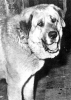 Filename=leon60.jpg
Filesize=43KiB
Dimensions=430x600
Date added=%632 %30, %2006 leon60.jpg