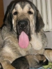 Filename=linda+cachorro.jpg
Filesize=48KiB
Dimensions=450x600
Date added=%690 %14, %2008 linda+cachorro.jpg