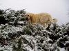 Filename=lois12%2C5m2.jpg
Filesize=87KiB
Dimensions=667x500
Date added=%010 %15, %2008 lois12%2C5m2.jpg