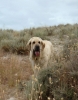 Filename=lois14.jpg
Filesize=110KiB
Dimensions=629x800
Date added=%951 %31, %2009 lois14.jpg
