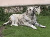 Filename=luna.jpg
Filesize=233KiB
Dimensions=1406x1056
Date added=%864 %01, %2007 luna.jpg