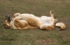 Filename=macho.jpg
Filesize=143KiB
Dimensions=777x510
Date added=%524 %08, %2009 macho.jpg