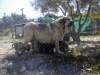Filename=madreycachorros-a.jpg
Filesize=50KiB
Dimensions=600x450
Date added=%543 %22, %2011 madreycachorros-a.jpg