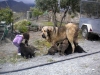 Filename=madreycachorros.jpg
Filesize=53KiB
Dimensions=600x450
Date added=%543 %22, %2011 madreycachorros.jpg