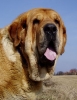 Filename=male.jpg
Filesize=35KiB
Dimensions=348x450
Date added=%597 %18, %2006 male.jpg