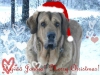 Filename=marjatta_xmas14.jpg
Filesize=69KiB
Dimensions=720x540
Date added=%996 %20, %2014 marjatta_xmas14.jpg