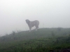 Filename=mastin-en-la-niebla-3.jpg
Filesize=29KiB
Dimensions=1000x755
Date added=%699 %19, %2007 mastin-en-la-niebla-3.jpg