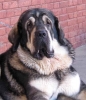 Filename=mastin-profil.jpg
Filesize=27KiB
Dimensions=603x700
Date added=%814 %02, %2006 mastin-profil.jpg