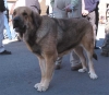Filename=mastin-skygge.jpg
Filesize=31KiB
Dimensions=600x524
Date added=%783 %31, %2006 mastin-skygge.jpg