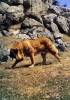 Filename=mastin-walk.jpg
Filesize=147KiB
Dimensions=420x600
Date added=%603 %30, %2006 mastin-walk.jpg