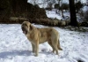 Filename=mastin.jpg
Filesize=10KiB
Dimensions=288x202
Date added=%338 %20, %2006 mastin.jpg