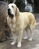 Filename=mastin10.jpg
Filesize=30KiB
Dimensions=400x496
Date added=%733 %13, %2006 mastin10.jpg