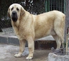Filename=mastin11.jpg
Filesize=24KiB
Dimensions=400x354
Date added=%726 %13, %2006 mastin11.jpg