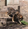 Filename=mastin3.jpg
Filesize=35KiB
Dimensions=586x600
Date added=%797 %27, %2006 mastin3.jpg