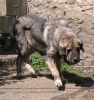Filename=mastin4.jpg
Filesize=38KiB
Dimensions=463x489
Date added=%784 %27, %2006 mastin4.jpg