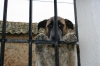 Filename=mastina-739989.jpg
Filesize=25KiB
Dimensions=500x333
Date added=%413 %29, %2011 mastina-739989.jpg