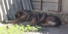 Filename=mastines1.jpg
Filesize=29KiB
Dimensions=600x305
Date added=%799 %27, %2006 mastines1.jpg