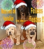 Filename=mastines_de_vegalion.jpg
Filesize=183KiB
Dimensions=877x960
Date added=%927 %31, %2020 mastines_de_vegalion.jpg