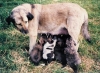 Filename=mastines_leoni2.jpg
Filesize=114KiB
Dimensions=783x575
Date added=%501 %03, %2006 mastines_leoni2.jpg