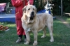 Filename=mastino_spagnolo_agamennone2.jpg
Filesize=73KiB
Dimensions=750x500
Date added=%631 %07, %2009 mastino_spagnolo_agamennone2.jpg