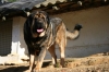 Filename=mastino_spagnolo_brutus2.jpg
Filesize=53KiB
Dimensions=720x480
Date added=%665 %07, %2009 mastino_spagnolo_brutus2.jpg