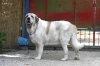 Filename=mastino_spagnolo_ercole03.jpg
Filesize=29KiB
Dimensions=600x400
Date added=%640 %07, %2009 mastino_spagnolo_ercole03.jpg