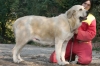 Filename=mastino_spagnolo_gaia05.jpg
Filesize=37KiB
Dimensions=650x434
Date added=%745 %07, %2009 mastino_spagnolo_gaia05.jpg