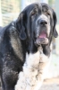 Filename=mastino_spagnolo_gastone_11.jpg
Filesize=22KiB
Dimensions=350x525
Date added=%642 %07, %2009 mastino_spagnolo_gastone_11.jpg