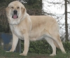 Filename=mastino_spagnolo_giulietta01.jpg
Filesize=23KiB
Dimensions=503x425
Date added=%725 %07, %2009 mastino_spagnolo_giulietta01.jpg