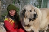 Filename=mastino_spagnolo_gonzales_11.jpg
Filesize=40KiB
Dimensions=750x500
Date added=%635 %07, %2009 mastino_spagnolo_gonzales_11.jpg