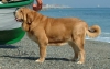 Filename=mastino_spagnolo_kratu02.jpg
Filesize=33KiB
Dimensions=567x360
Date added=%636 %07, %2009 mastino_spagnolo_kratu02.jpg