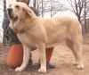 Filename=mastino_spagnolo_legua01.jpg
Filesize=35KiB
Dimensions=505x425
Date added=%726 %07, %2009 mastino_spagnolo_legua01.jpg