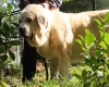 Filename=mastino_spagnolo_leona01.jpg
Filesize=43KiB
Dimensions=500x400
Date added=%737 %07, %2009 mastino_spagnolo_leona01.jpg