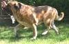 Filename=mastino_spagnolo_luxor_3.jpg
Filesize=81KiB
Dimensions=720x462
Date added=%666 %07, %2009 mastino_spagnolo_luxor_3.jpg