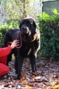 Filename=mastino_spagnolo_mambo2.jpg
Filesize=88KiB
Dimensions=384x576
Date added=%669 %07, %2009 mastino_spagnolo_mambo2.jpg