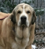 Filename=mastino_spagnolo_nalon00.jpg
Filesize=8KiB
Dimensions=220x239
Date added=%654 %07, %2009 mastino_spagnolo_nalon00.jpg