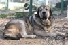 Filename=mastino_spagnolo_obelix3.jpg
Filesize=67KiB
Dimensions=750x500
Date added=%655 %07, %2009 mastino_spagnolo_obelix3.jpg