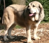 Filename=mastino_spagnolo_pepita01.jpg
Filesize=36KiB
Dimensions=460x402
Date added=%739 %07, %2009 mastino_spagnolo_pepita01.jpg