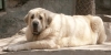 Filename=mastino_spagnolo_perla01.jpg
Filesize=25KiB
Dimensions=680x340
Date added=%728 %07, %2009 mastino_spagnolo_perla01.jpg