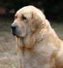 Filename=mastino_spagnolo_popea00.jpg
Filesize=8KiB
Dimensions=220x239
Date added=%730 %07, %2009 mastino_spagnolo_popea00.jpg