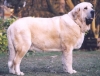 Filename=mastino_spagnolo_ruby03.jpg
Filesize=18KiB
Dimensions=394x300
Date added=%660 %07, %2009 mastino_spagnolo_ruby03.jpg