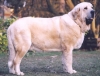 mastino_spagnolo_ruby03.jpg