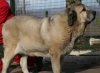 Filename=mastino_spagnolo_sombra05.jpg
Filesize=12KiB
Dimensions=350x256
Date added=%731 %07, %2009 mastino_spagnolo_sombra05.jpg