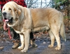 Filename=mastino_spagnolo_titan1.jpg
Filesize=129KiB
Dimensions=750x578
Date added=%670 %07, %2009 mastino_spagnolo_titan1.jpg