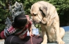 Filename=mastino_spagnolo_tundra01.jpg
Filesize=46KiB
Dimensions=680x436
Date added=%734 %07, %2009 mastino_spagnolo_tundra01.jpg