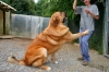 Filename=mastino_spagnolo_ugo05.jpg
Filesize=55KiB
Dimensions=638x425
Date added=%663 %07, %2009 mastino_spagnolo_ugo05.jpg