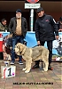 Filename=mejor_muy_cachorro.jpg
Filesize=107KiB
Dimensions=680x960
Date added=%942 %12, %2019 mejor_muy_cachorro.jpg