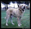 Filename=merlin01.jpg
Filesize=66KiB
Dimensions=542x516
Date added=%514 %23, %2006 merlin01.jpg