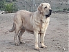 Filename=mompia-1.jpg
Filesize=144KiB
Dimensions=960x720
Date added=%521 %04, %2020 mompia-1.jpg